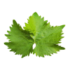 vine leaves